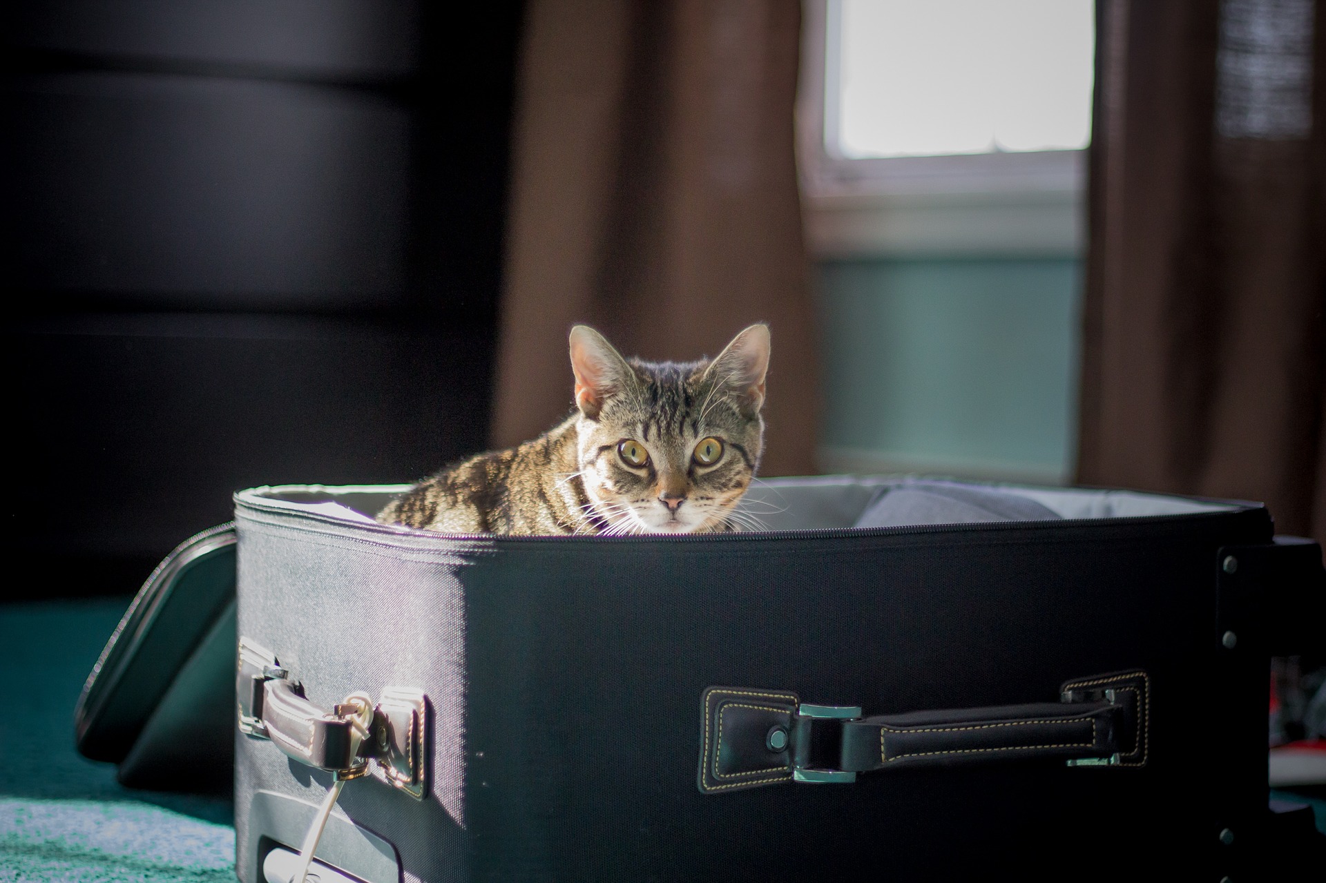 Viajar con Mascotas según compañía aérea